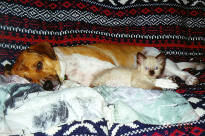 CÃO  E  GATO