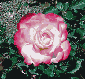 FLOR