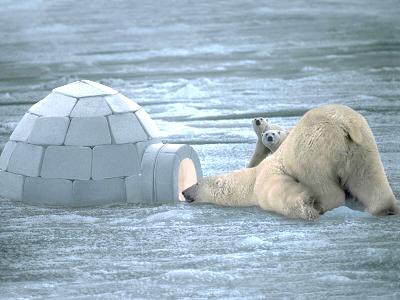 URSO CURIOSO