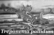 Treponema pallidum